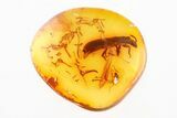 Detailed Fossil Ironclad Beetle (Xylolaemus) in Baltic Amber #275341-1